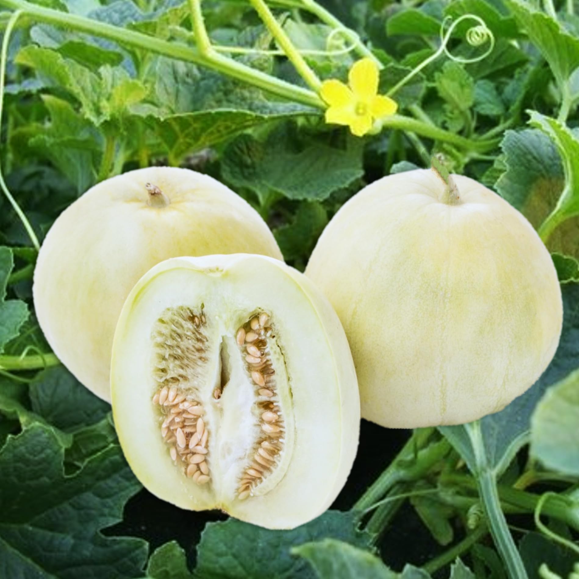 Amazon.com : TomorrowSeeds - Bai Mibao Asian Melon Seeds - 45+